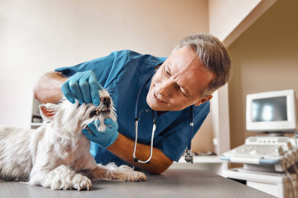 Best Same-Day Emergency Dentist in Boronda, CA